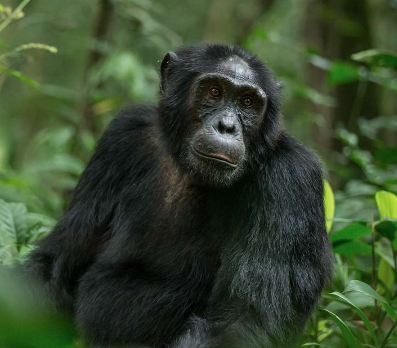 Chimpanzee Tracking in Kyambura Gorge
