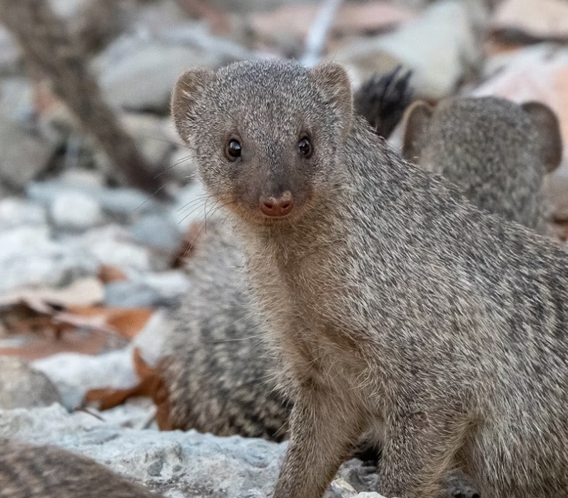 Mongoose Tracking Experience