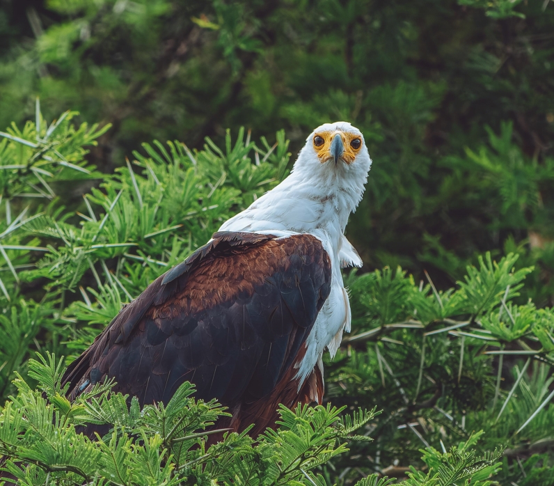 Queen Elizabeth National Park is home to over 600 bird species, making it a paradise for bird lovers